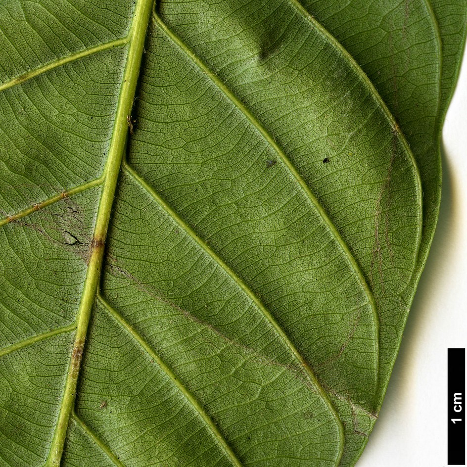 High resolution image: Family: Fagaceae - Genus: Lithocarpus - Taxon: truncatus